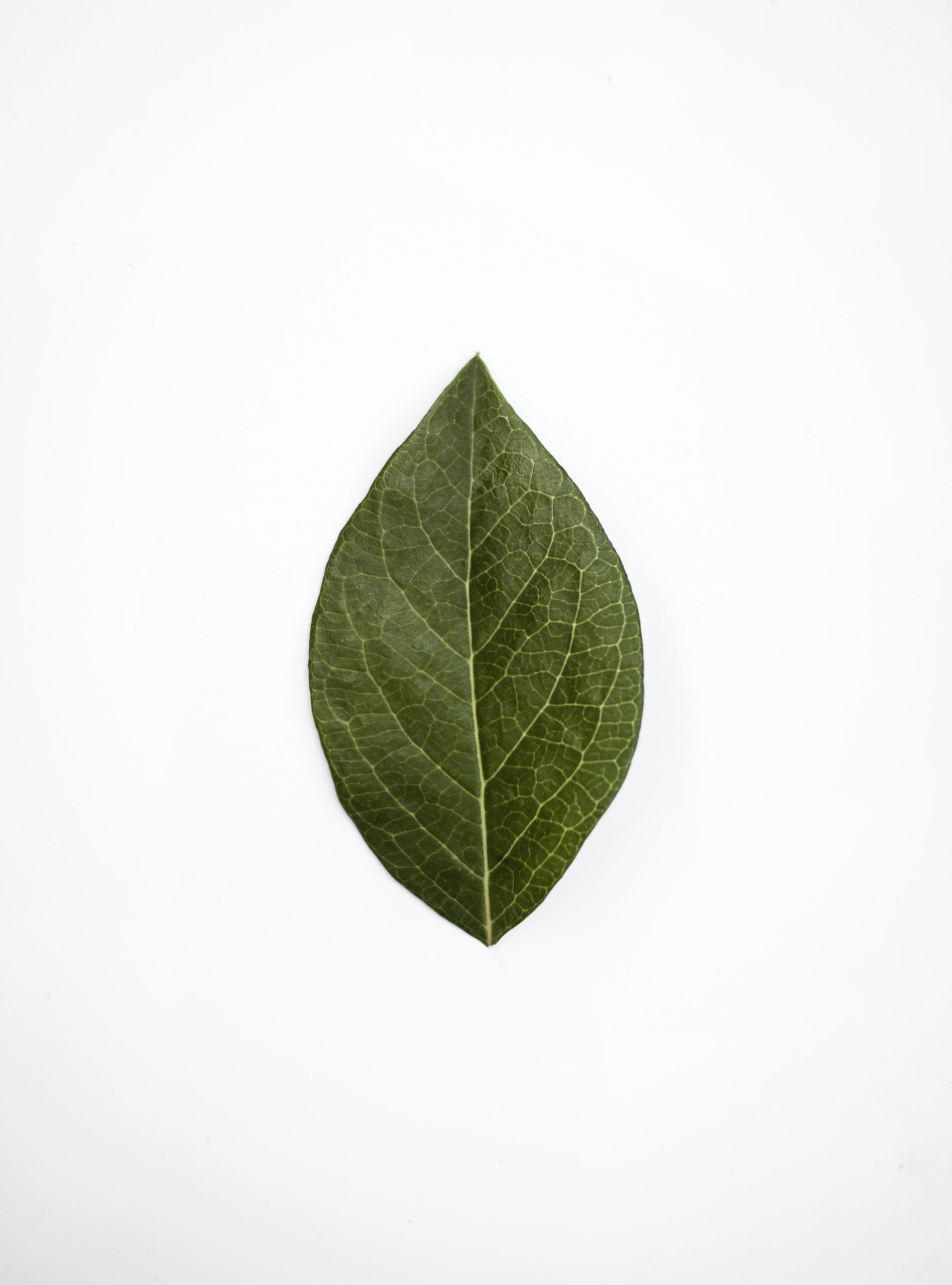 pexels-dominika-roseclay-2691882